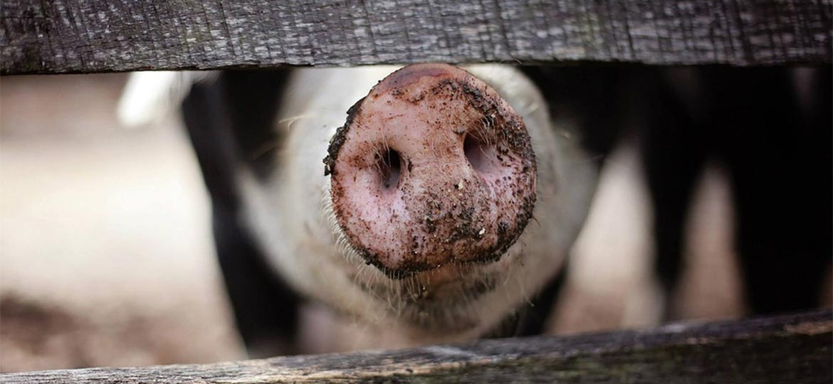 LBTA nourrir les animaux